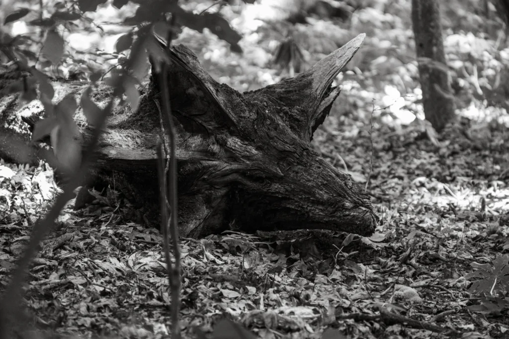 Dragon, photograph by Anthony Rizzo