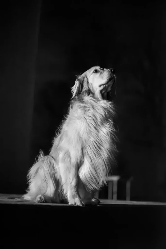 Golden in the Spotlight, photograph by Anthony Rizzo