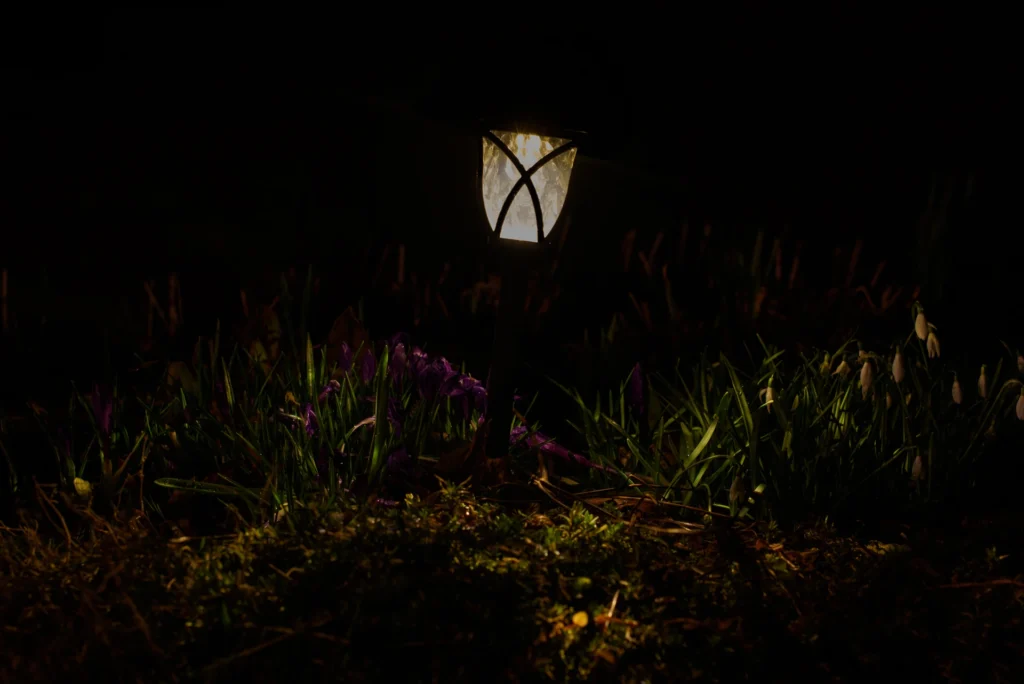 Plants under light, photograph by Anthony Rizzo