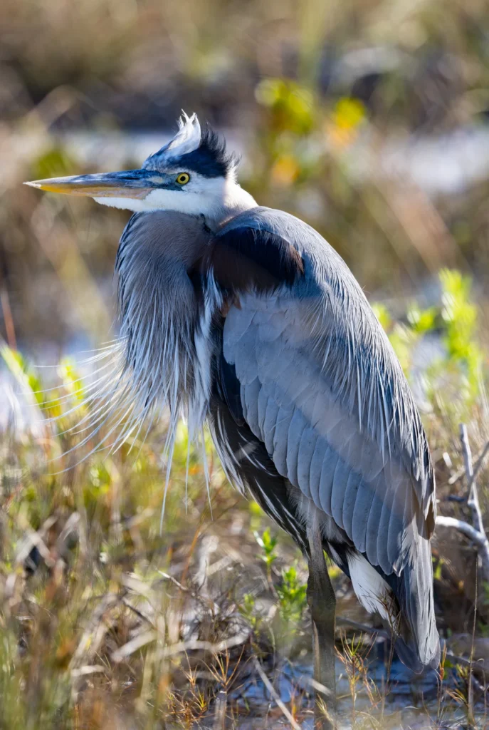 Untitled, photograph by Art Heim