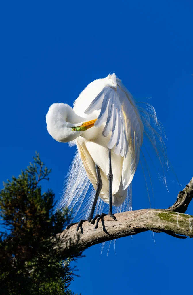 Untitled, photograph by Art Heim