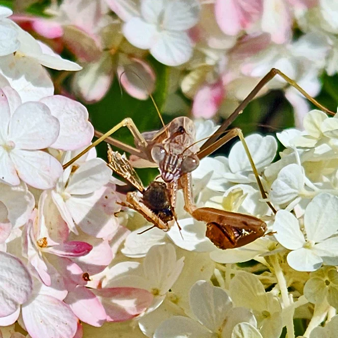Bug Eyes, photograph by Brian Simpson