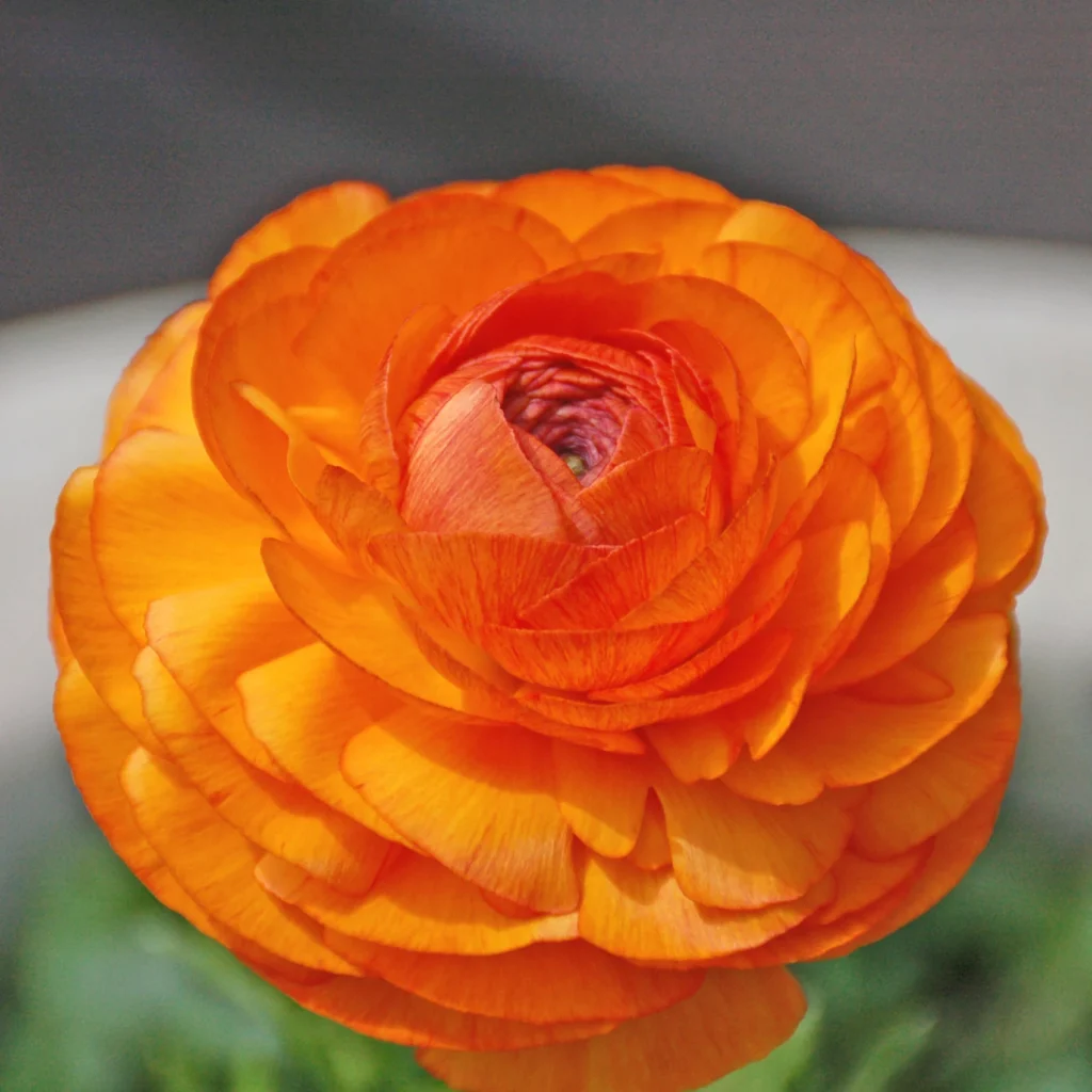 Flower, photograph by Brian Simpson