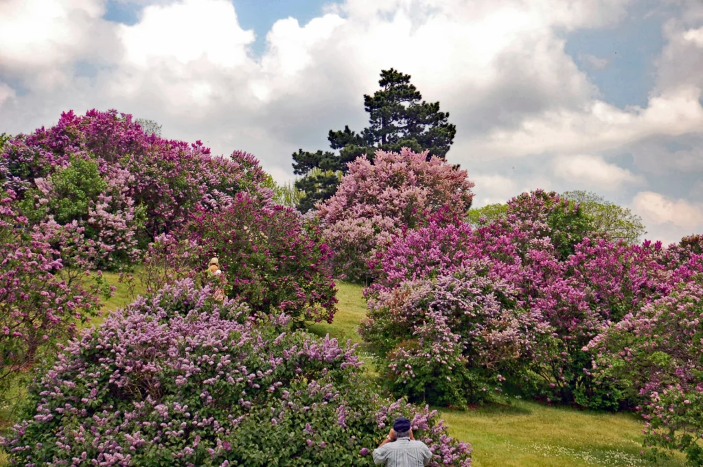 Lilacs in bloom, photograph by Brian Simpson