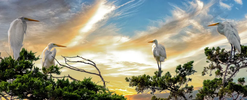 Egret Town Meeting, photograph by Carolyn Todd-Larson