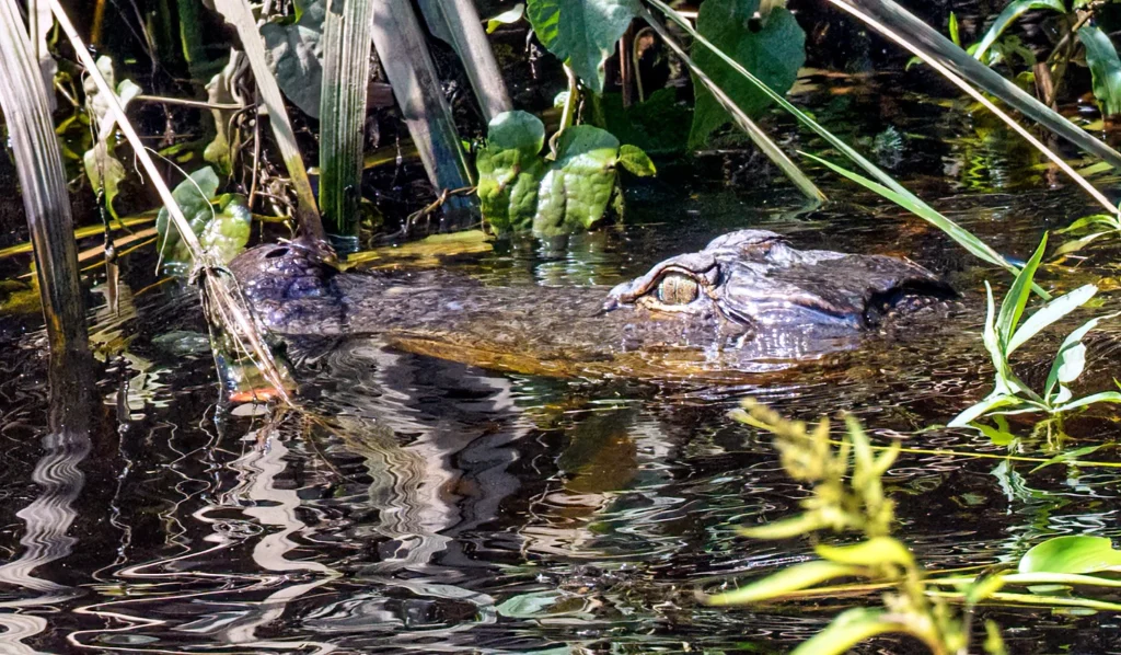 Lurking, photograph by Carolyn Todd-Larson