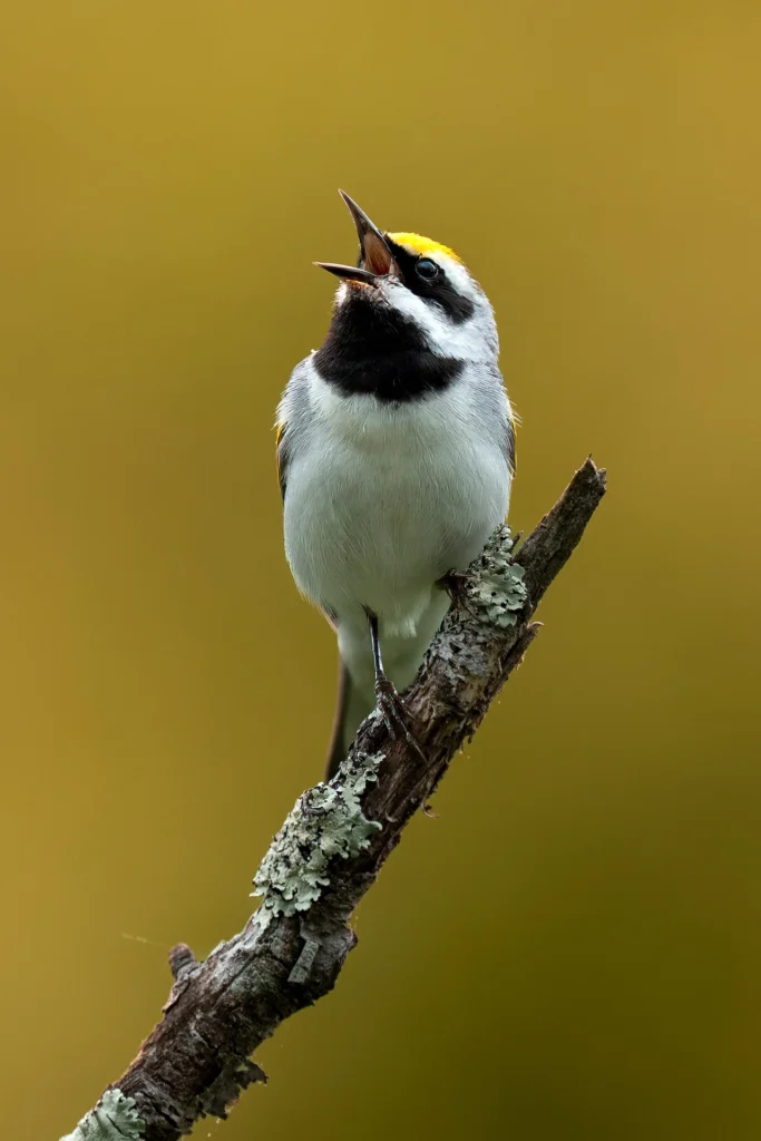 Golden-winged warbler, photograph by Chris Creager