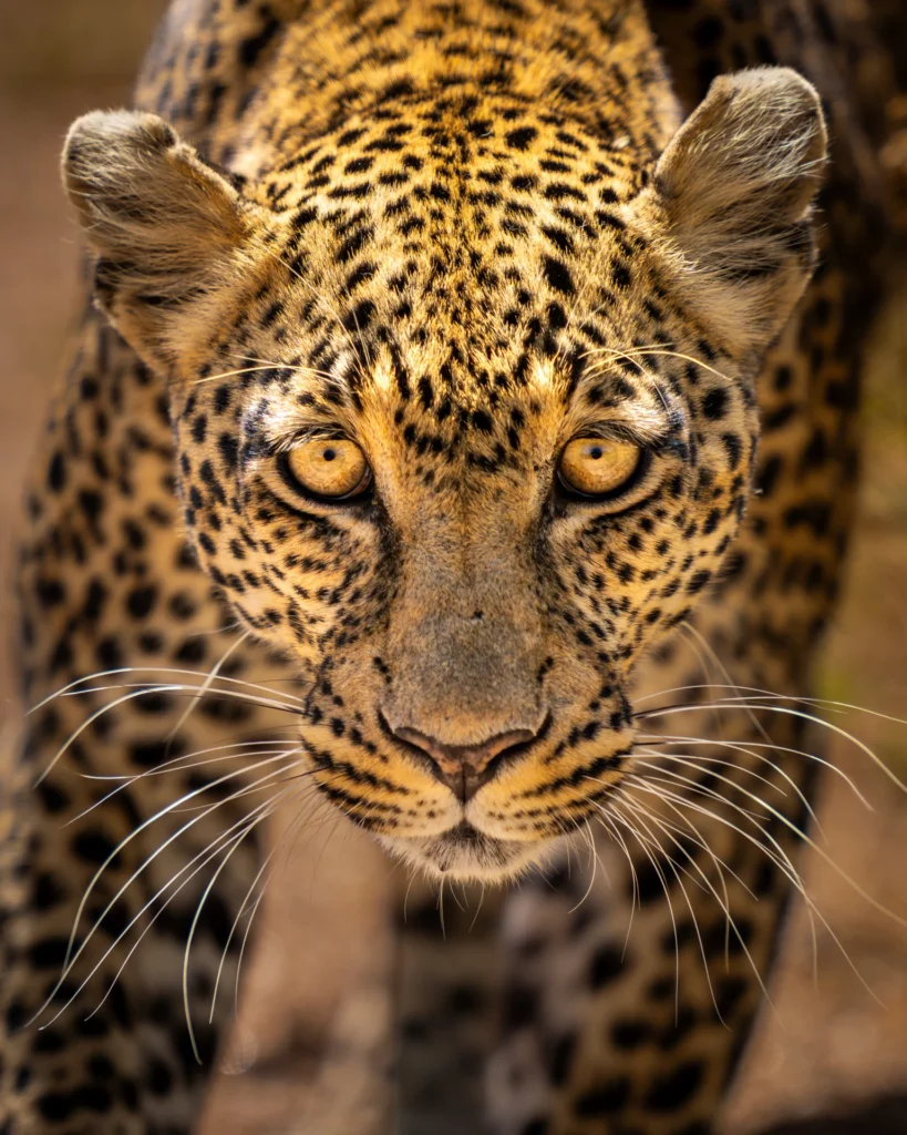 Leopard eyes, photograph by Chris Creager