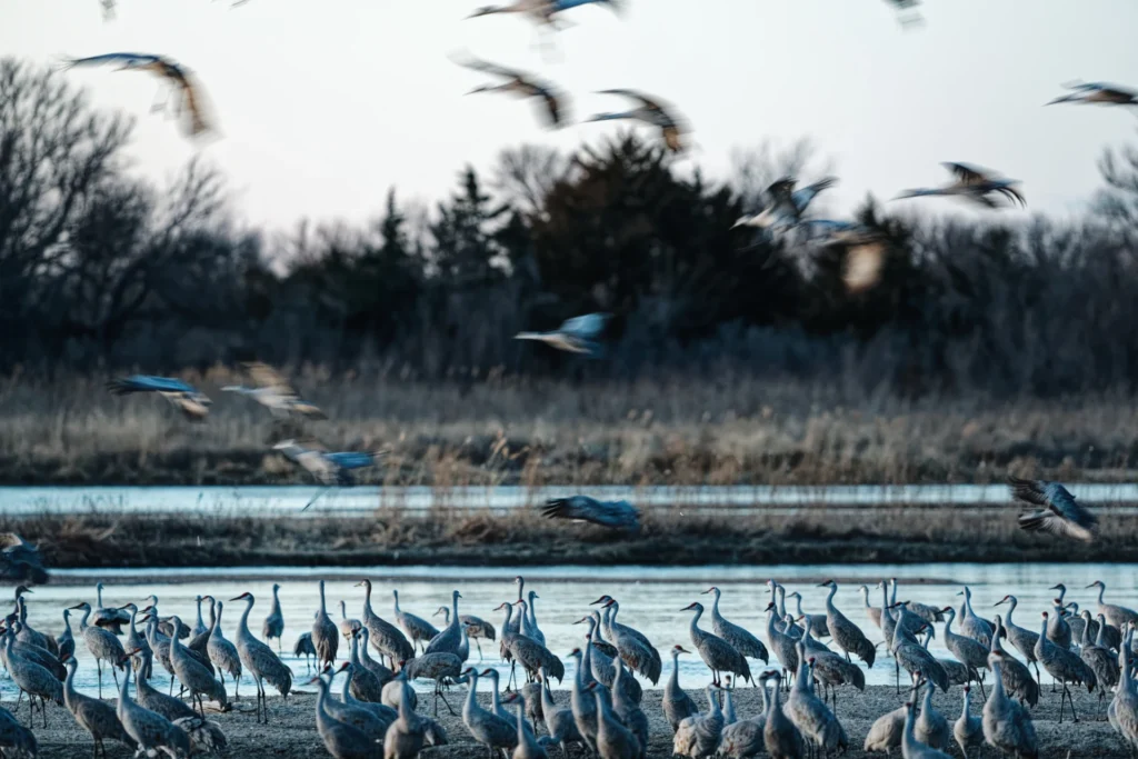 Roost in Motion, photograph by Christine Gambino