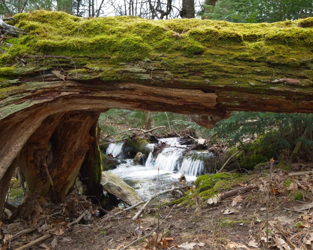 Mountain Stream, photograph by Dave Mann