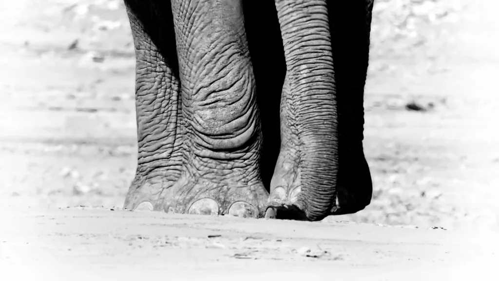 Mr. Big Feet, photograph by Dave Mann