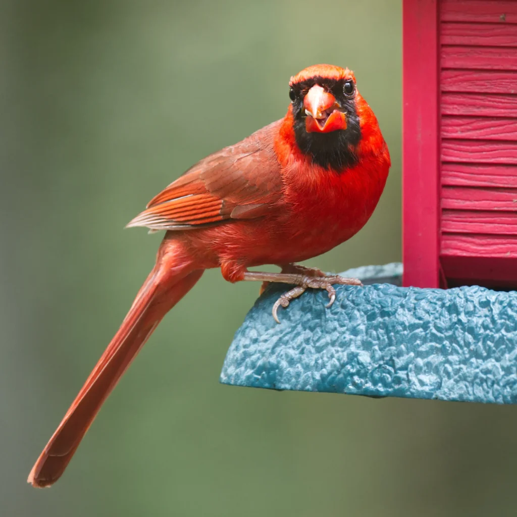 Northern Cardinal, photograph by Dave Mann