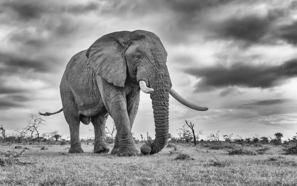 Bull Elephant, Kenya, photograph by David Whiteman