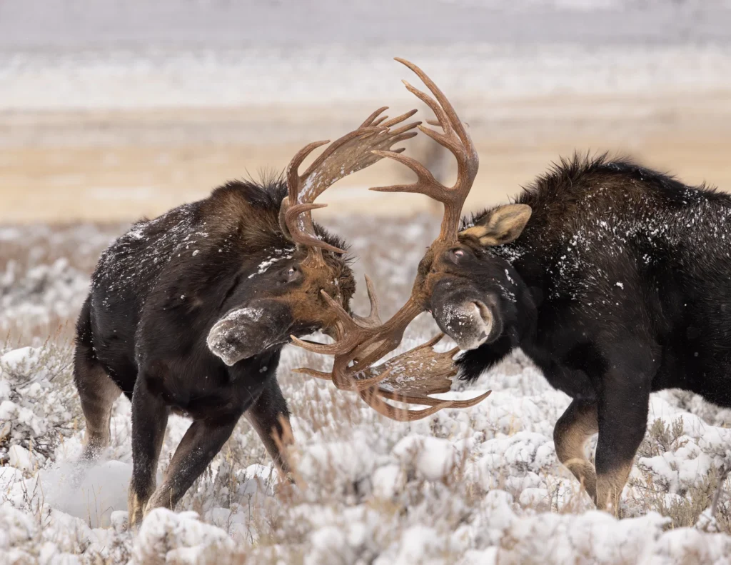 Locking Horns, photograph by David Whiteman