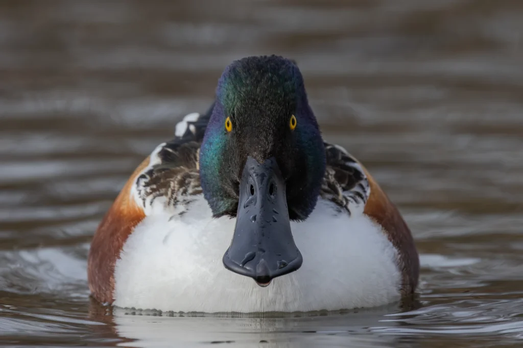 Northern shoveler, photograph by David Whiteman