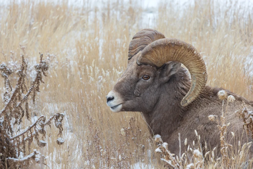 Resting Big Horn Sheep, photograph by David Whiteman