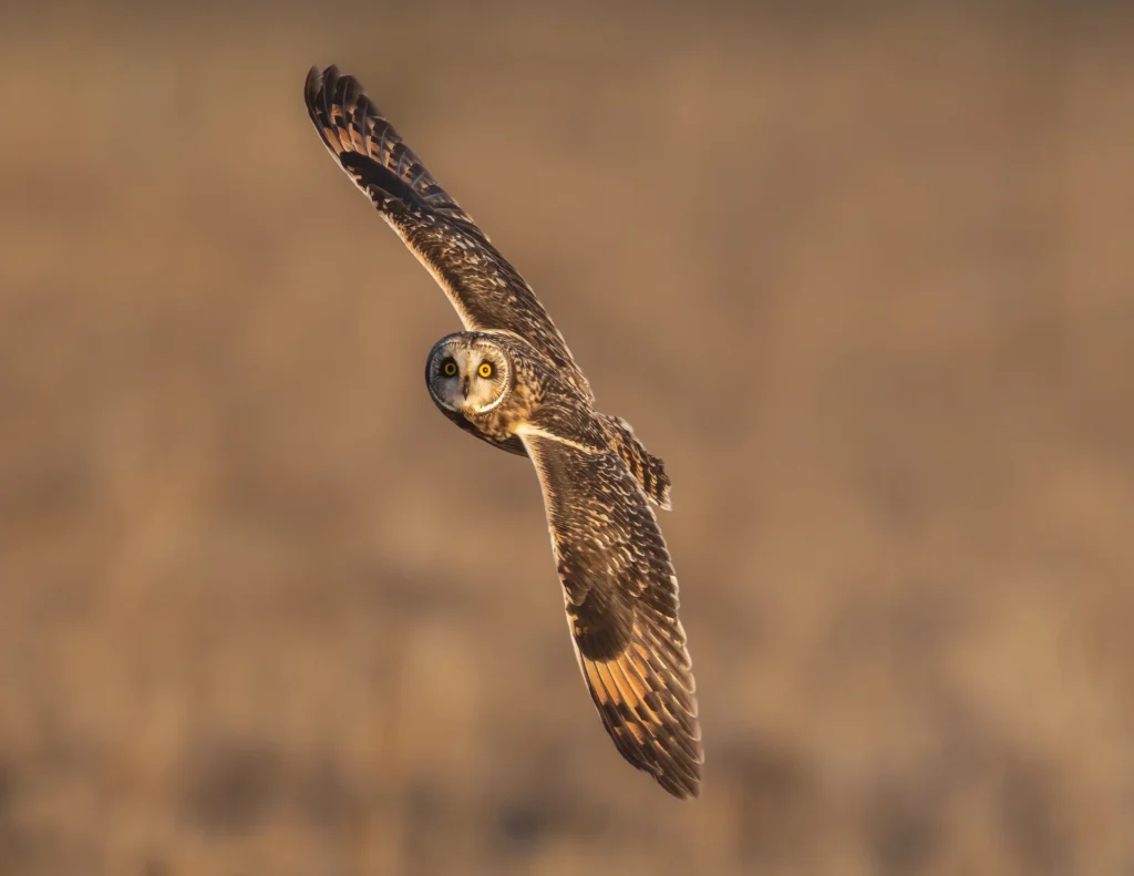 Short-eared owl, photograph by David Whiteman