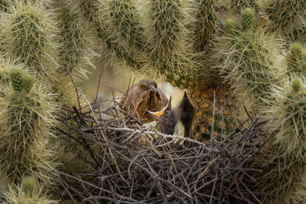 Feed Us Mom, photograph by Donna Becker