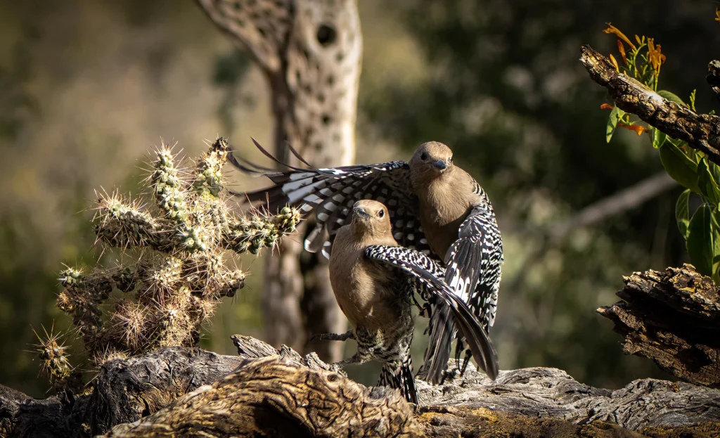 Gila Woodpecker Kerfuffle, photograph by Donna Becker