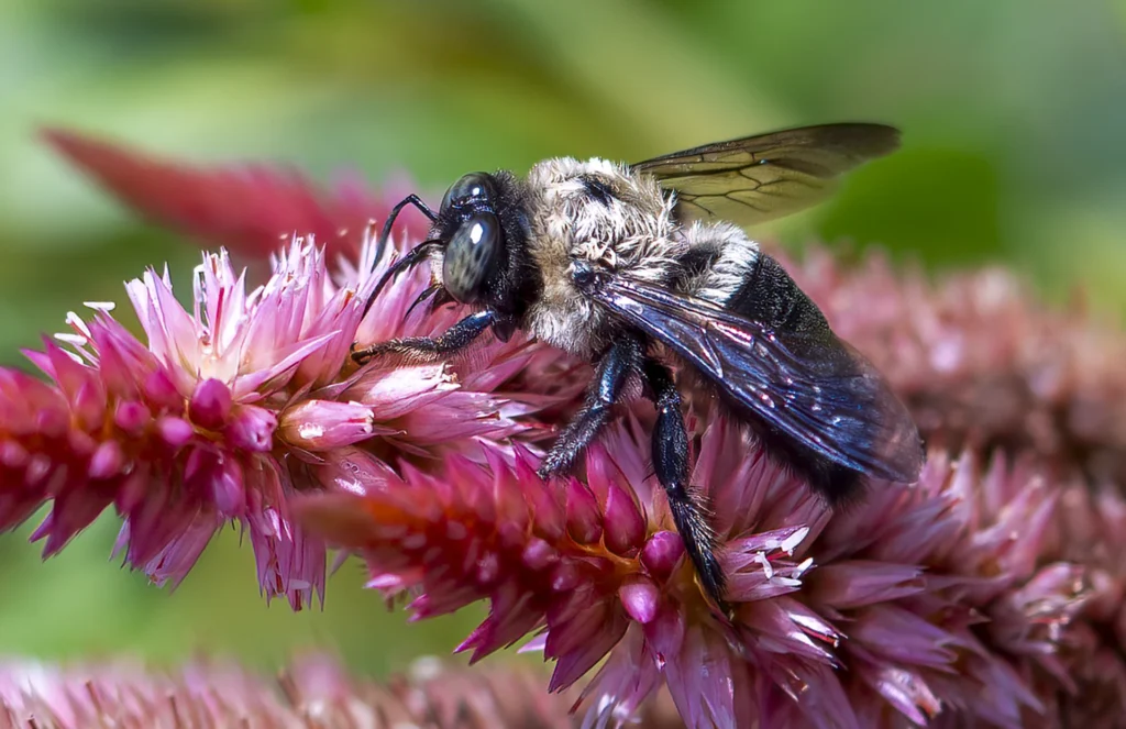 Hershey Bee, photograph by Donna Becker
