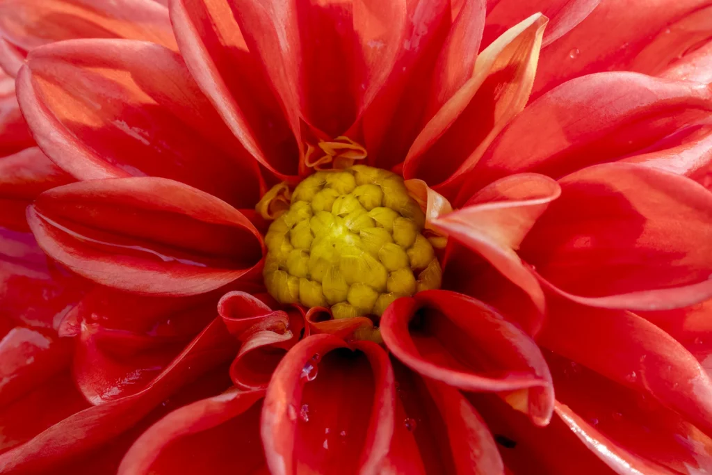 Hershey Flower, photograph by Donna Becker
