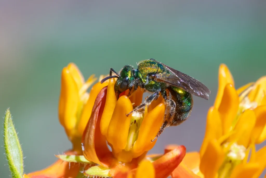Metallic Green Bee, photograph by Donna Becker