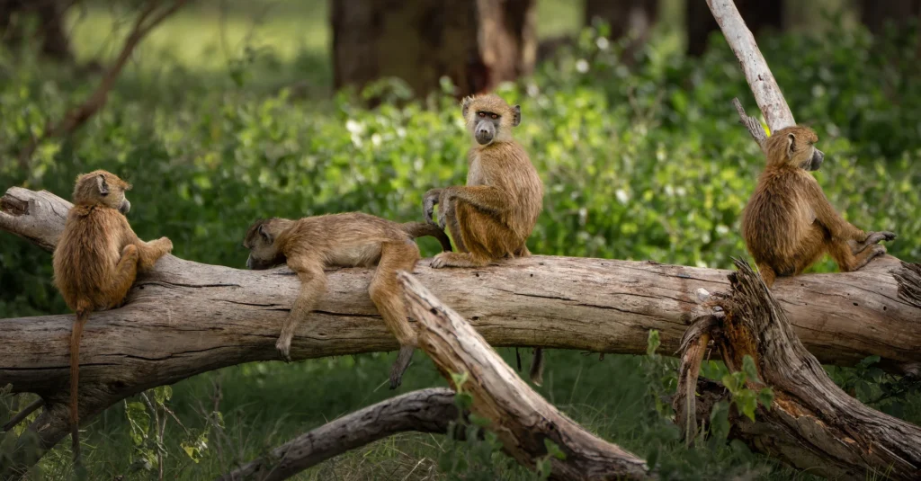 Monkeys, photograph by Donna Becker