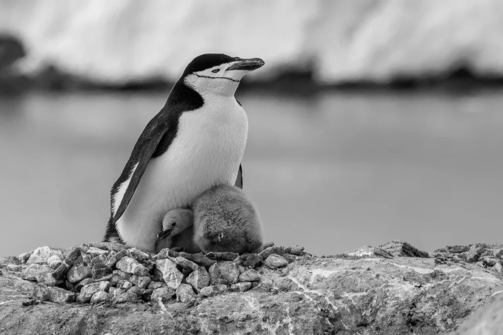 Penguin and Chick, photograph by Donna Becker