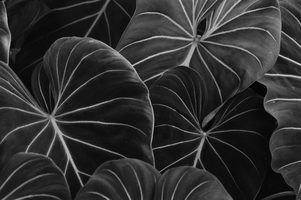 Big Leaves - Kentmere Film, photograph by Jack Meyer