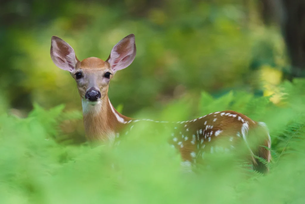 Deer at Scotia, photograph by Jack Meyer