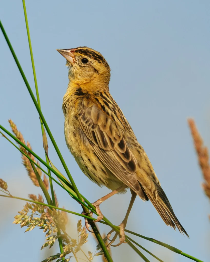 Female Bobolink in NEPA, photograph by Jack Meyer