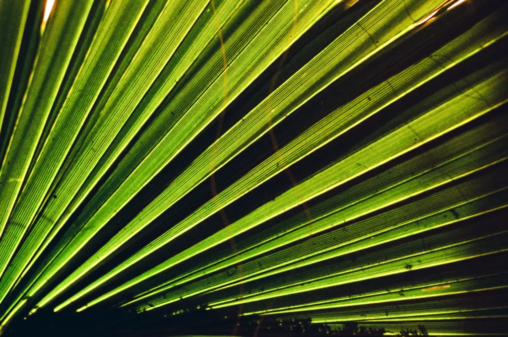 Glowy Palmetto Phoenix Film, photograph by Jack Meyer