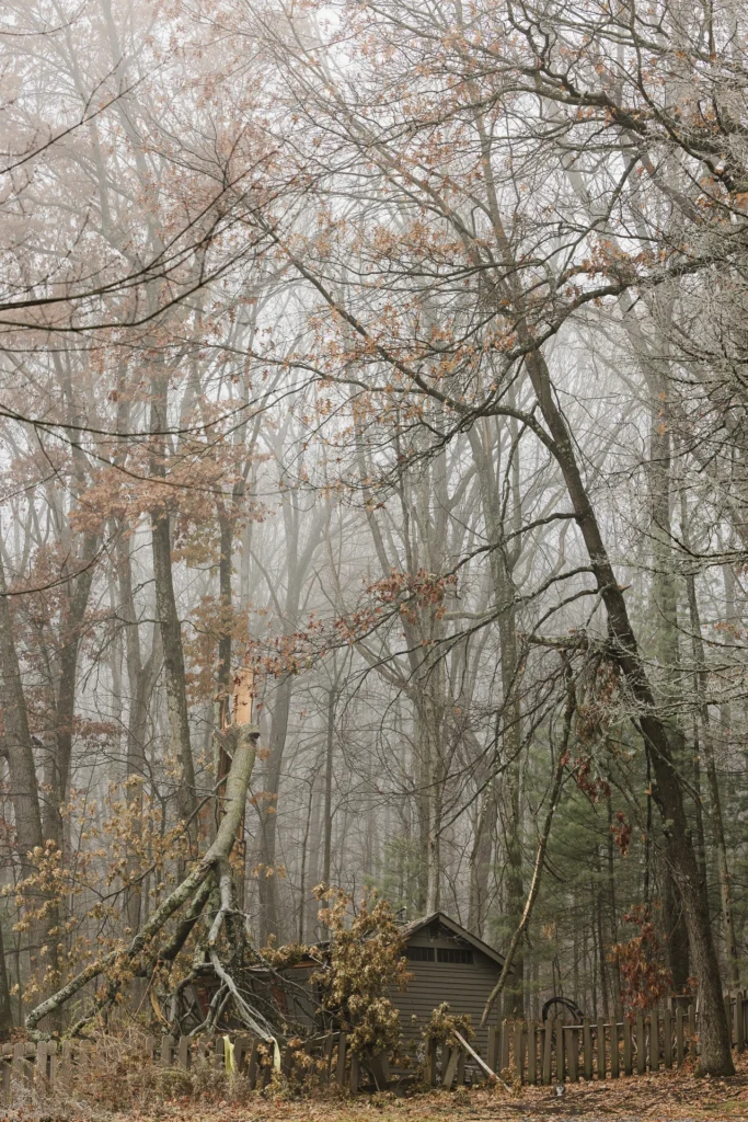 Fallen Tree, photograph by Jane Liechty