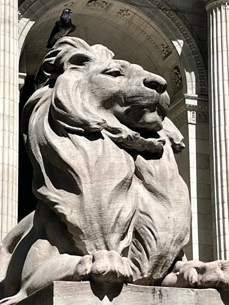 New York Public Library Lion, photograph by Jane Liechty