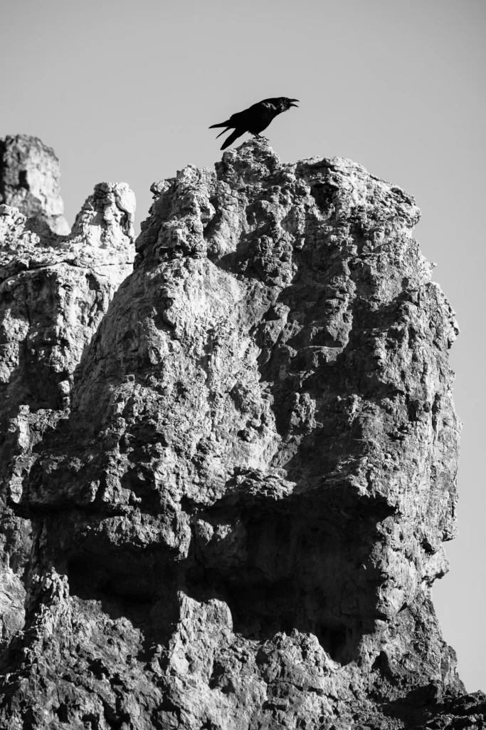 Raven, photograph by Jane Liechty