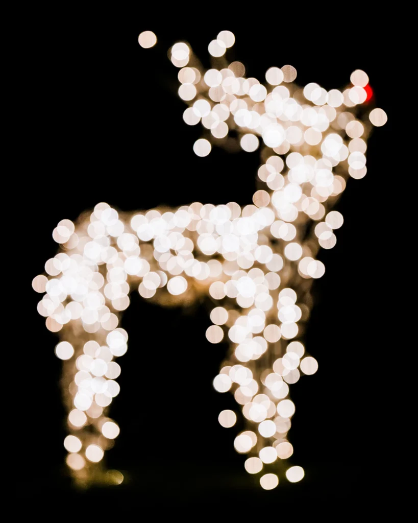 Rudolf, photograph by Jane Liechty