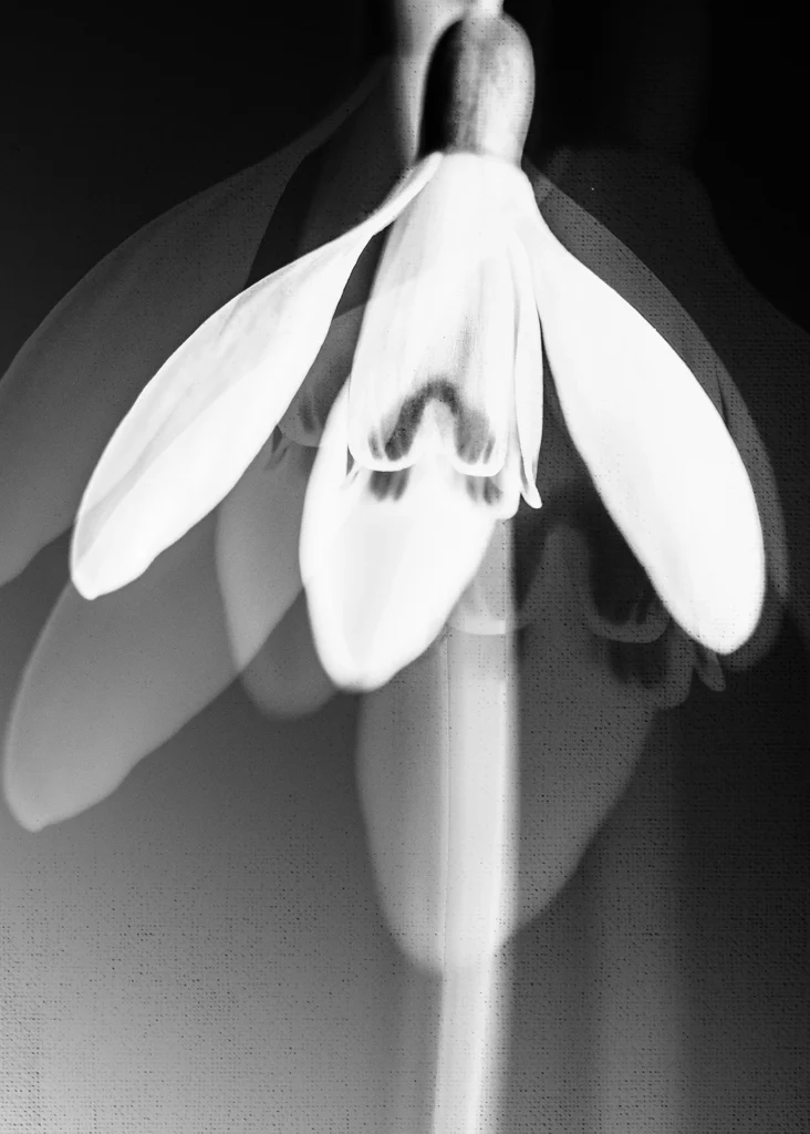 Snowdrop, photograph by Jane Liechty