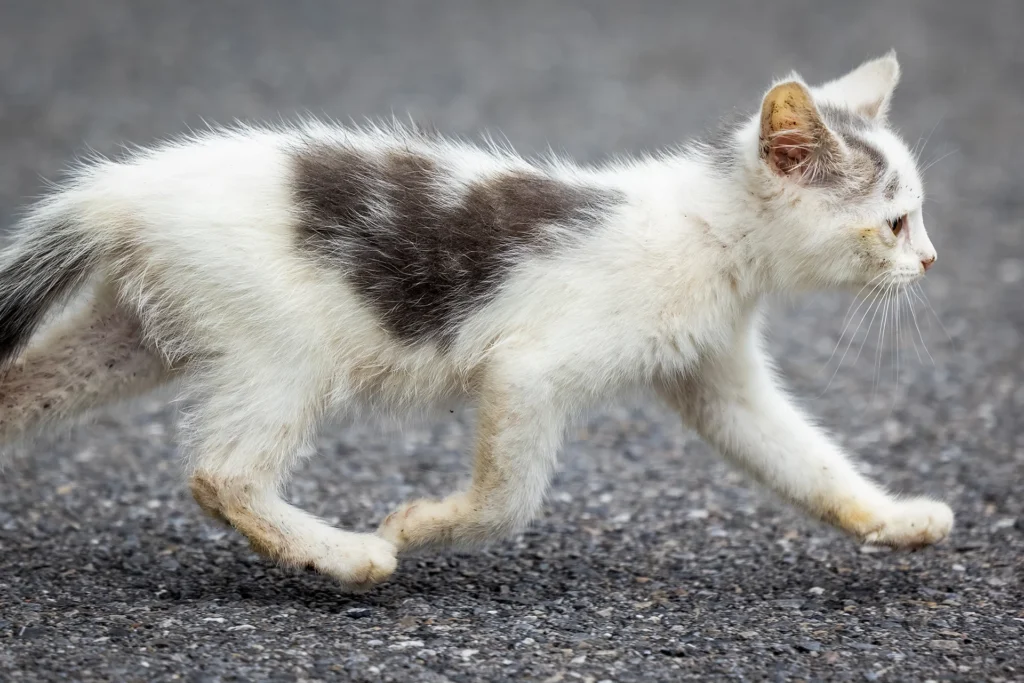 Stray Cat, photograph by Jane Liechty