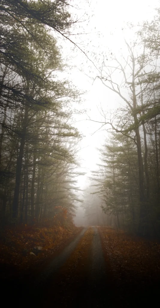 Foggy Road, photograph by Jason Smoyer