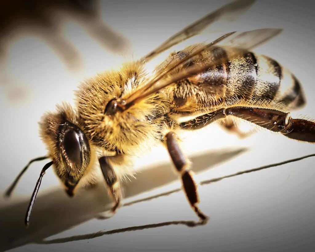 Macro Bee, photograph by Jason Smoyer