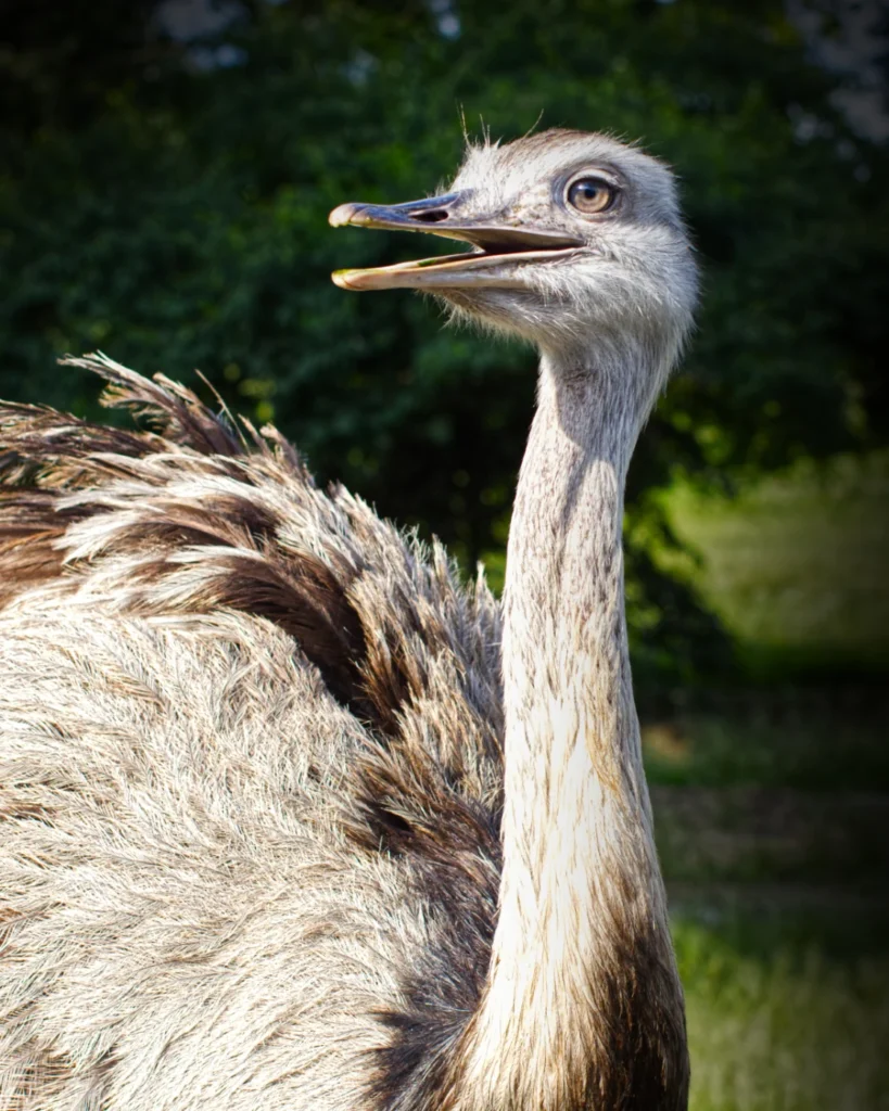 Rhea, photograph by Jason Smoyer