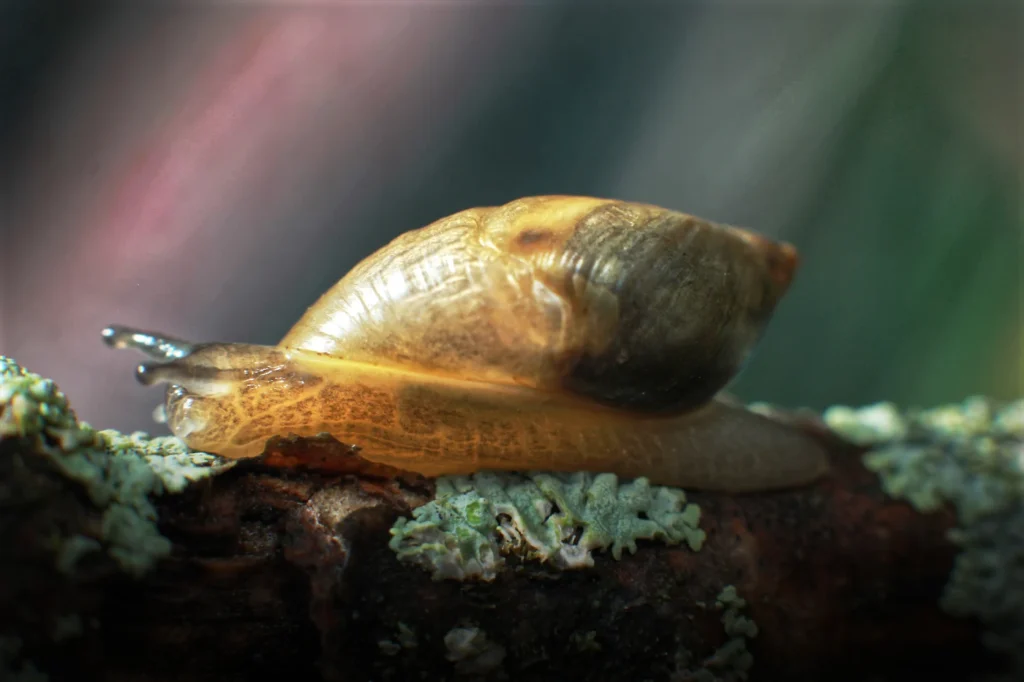 Snail, photograph by Jason Smoyer