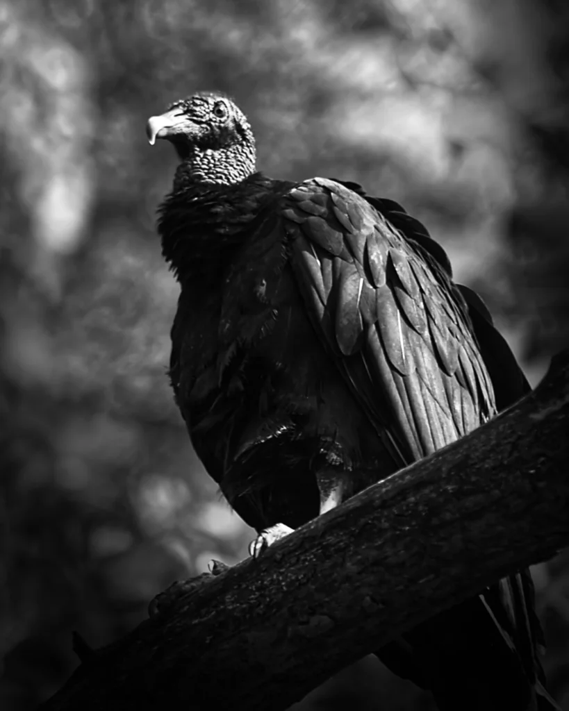 Vulture, photograph by Jason Smoyer