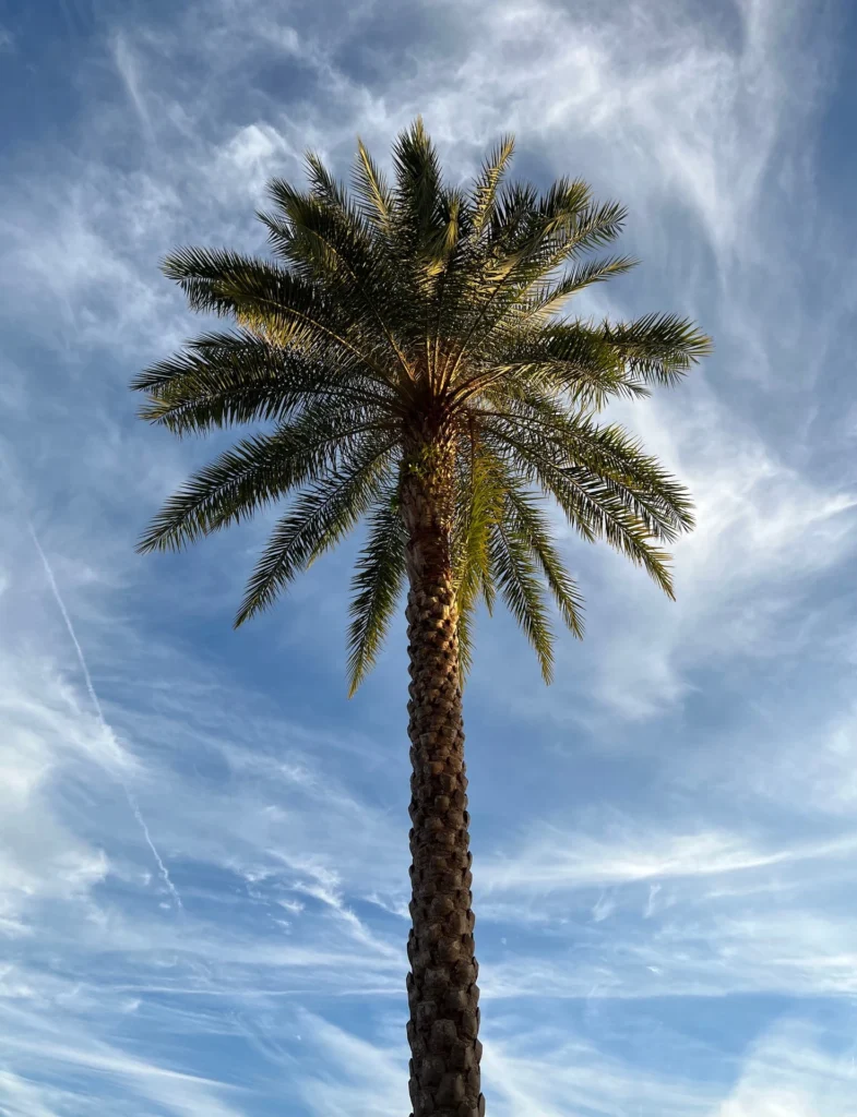 Florida Palm Tree, photograph by Jennifer Blackburn-Miller