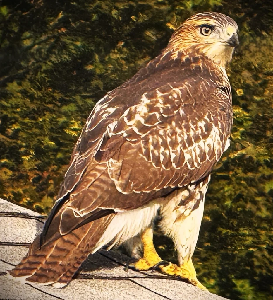 Red-tailed Hawk, photograph by Jennifer Blackburn-Miller