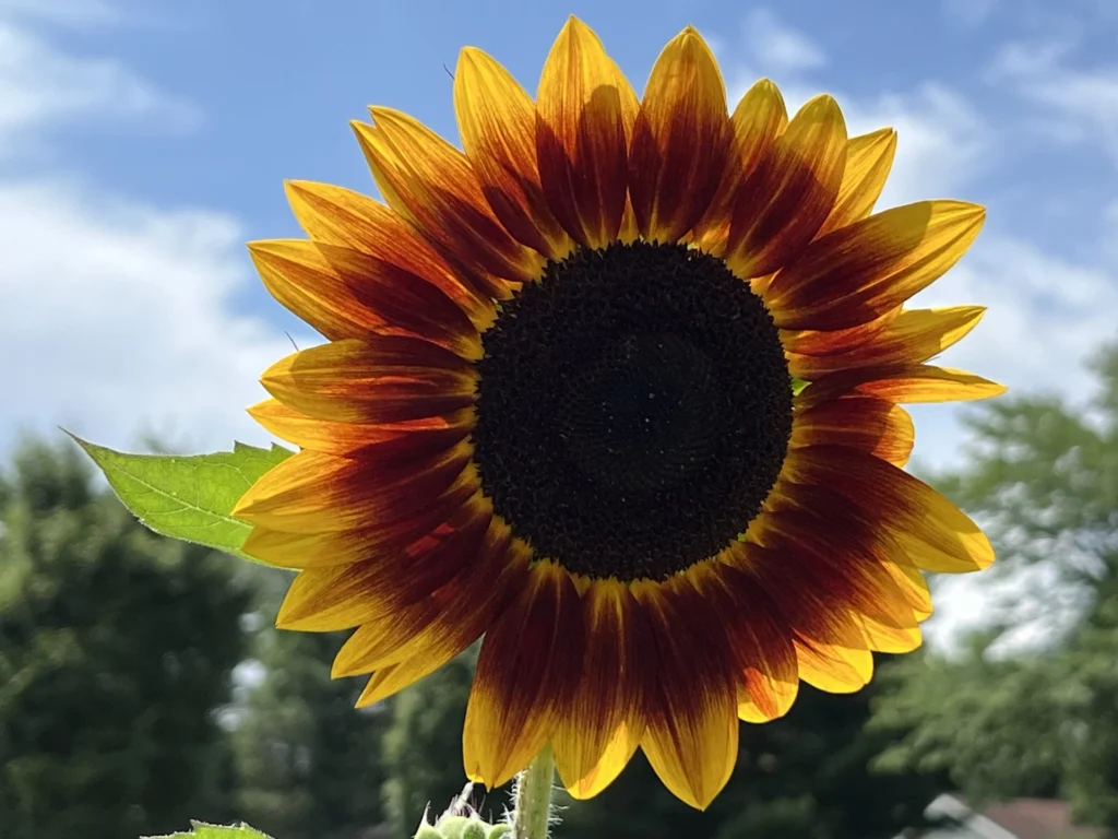 Sunlit Sunflower, photograph by Jennifer Blackburn-Miller