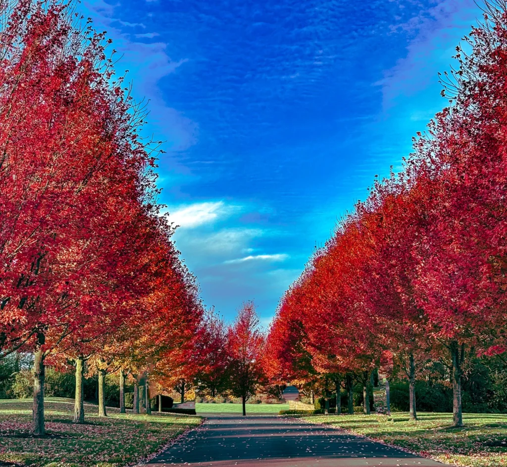 Longview Trees, photograph by Jim Thomas