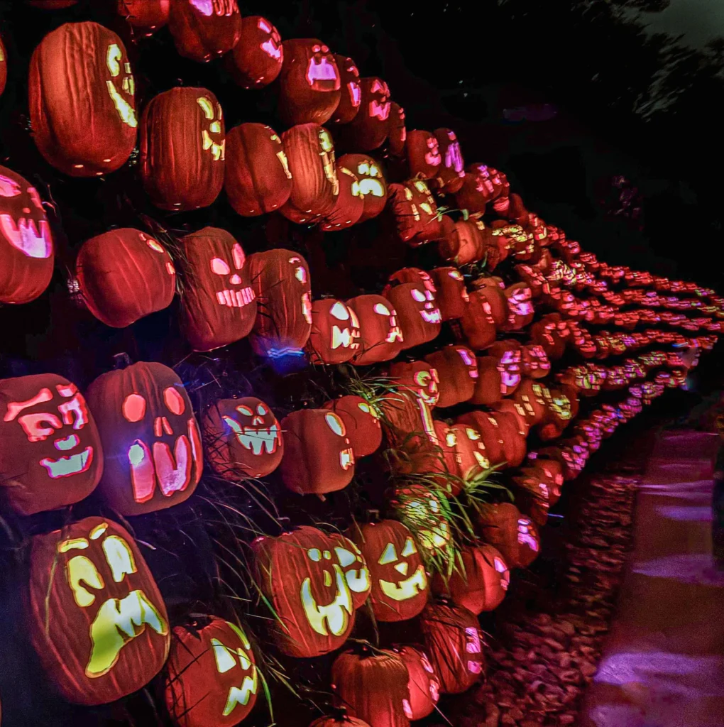 Wall o'Pumpkins, photograph by Jim Thomas