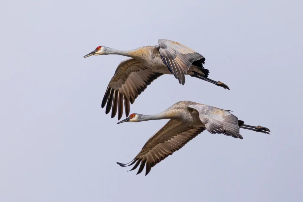 Dupes, photograph by Jim Valent