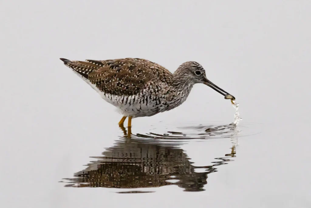 Schnack'n, photograph by Jim Valent